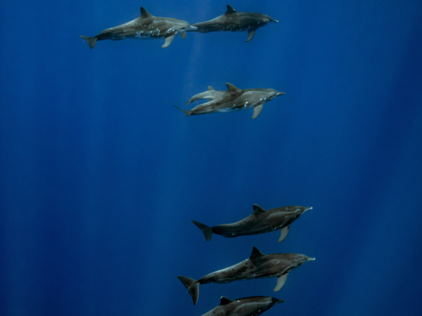 TAHITI – Ocean Excursion & Marine Wildlife Watching
