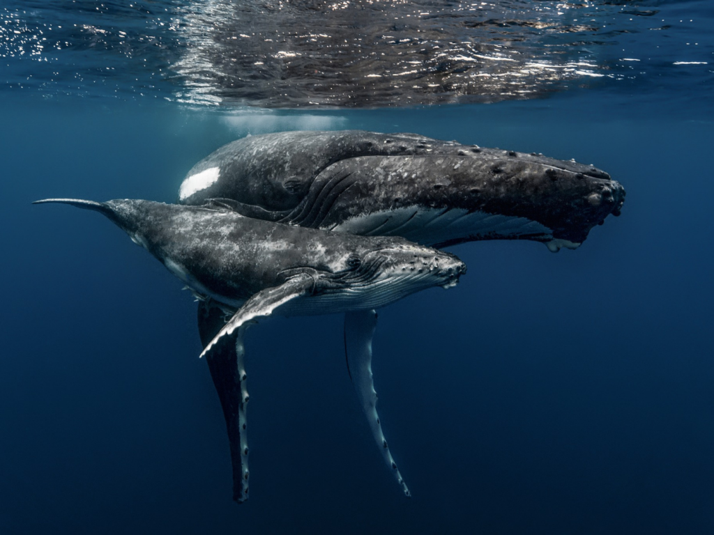 TAHITI – Whale Watching and Encounter