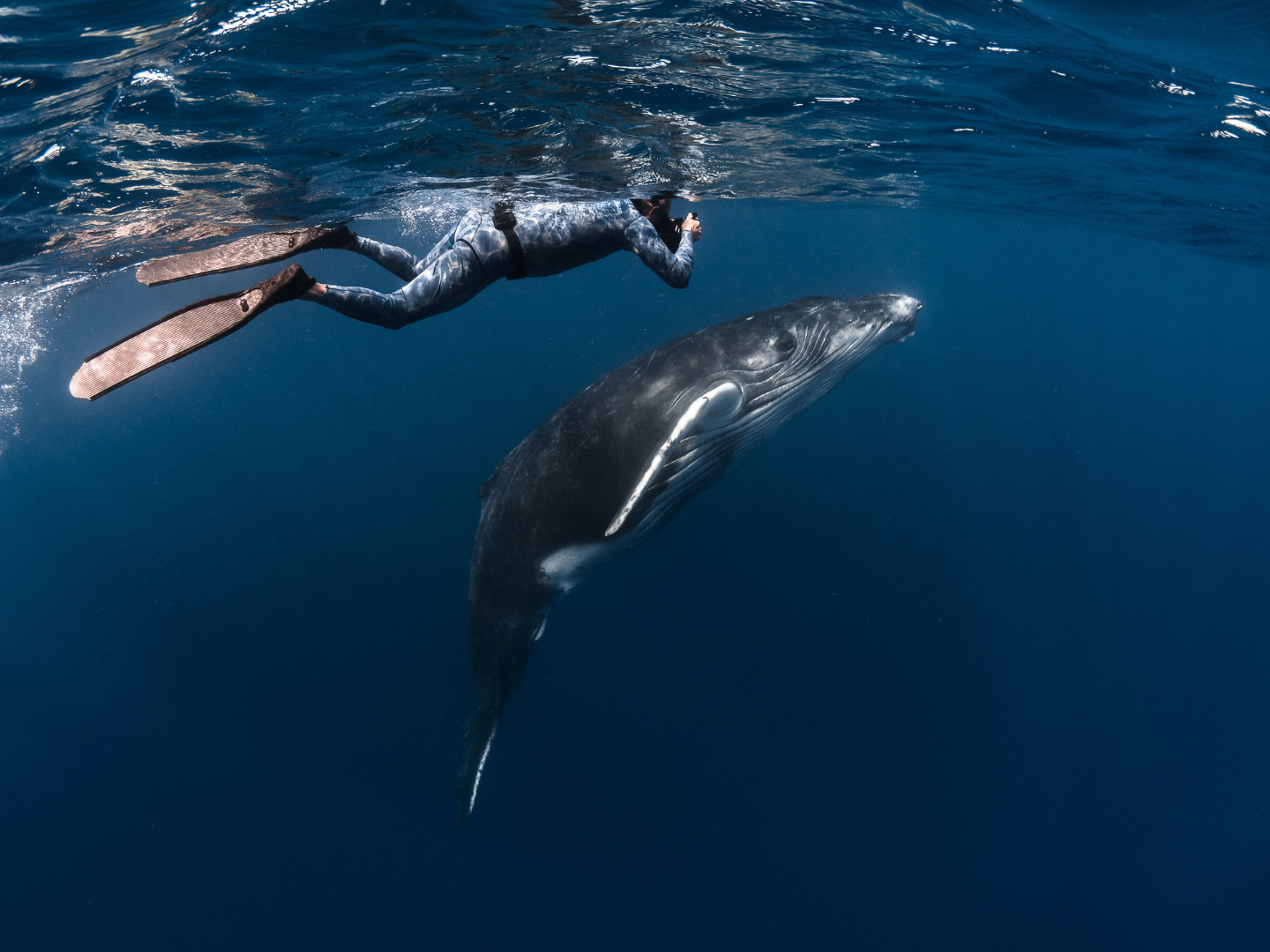 TAHITI – Ngắm cá voi và gặp gỡ
