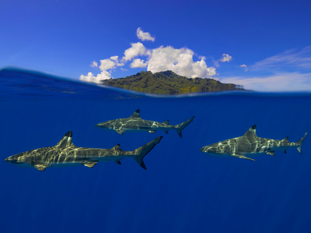 TAHITI – Ocean Excursion & Marine Wildlife Watching