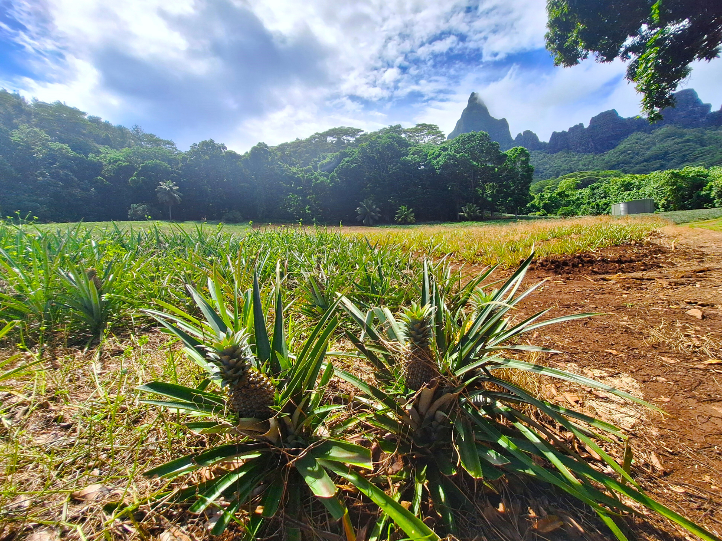 MOOREA – Quad électrique tout-terrain