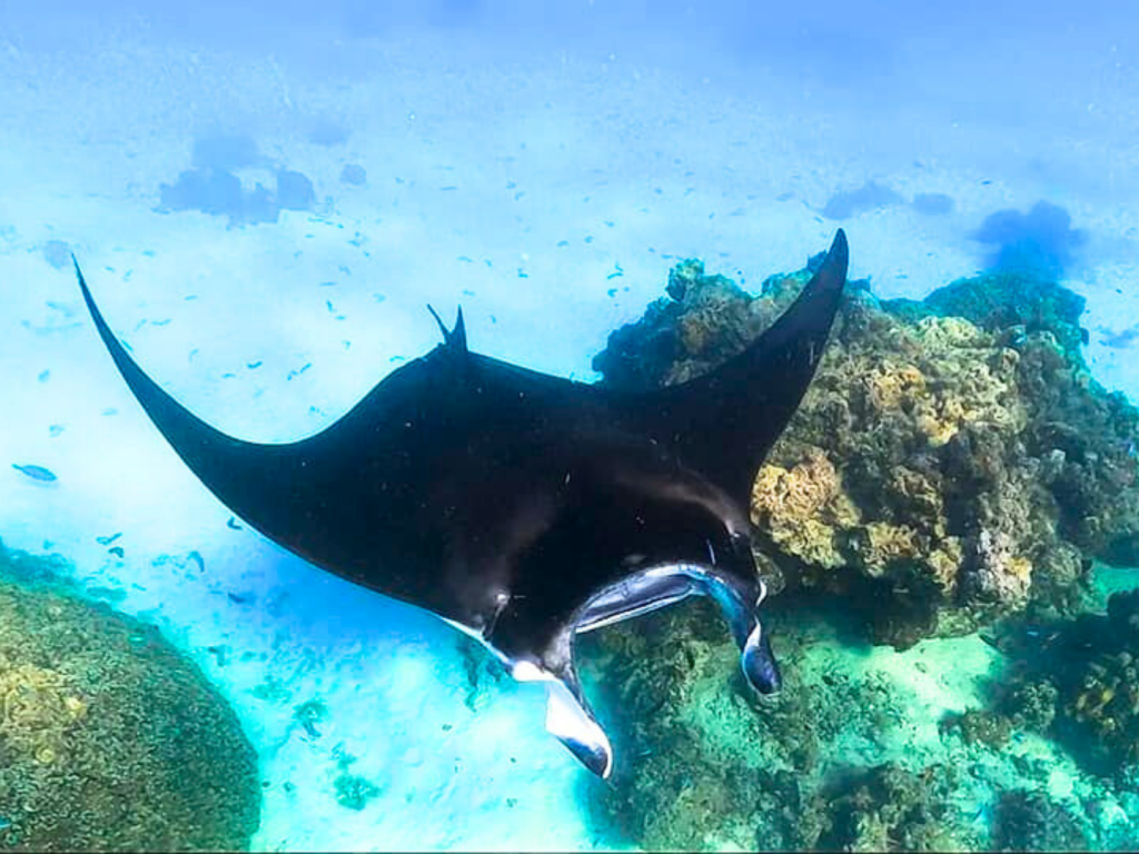 TIKEHAU – Snorkel con mantarrayas – 2 horas