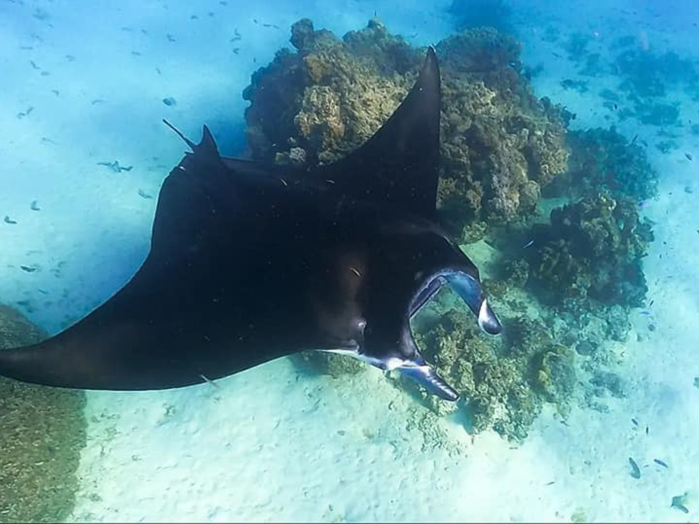 TIKEHAU – Manta Ray snorkeling – 2H