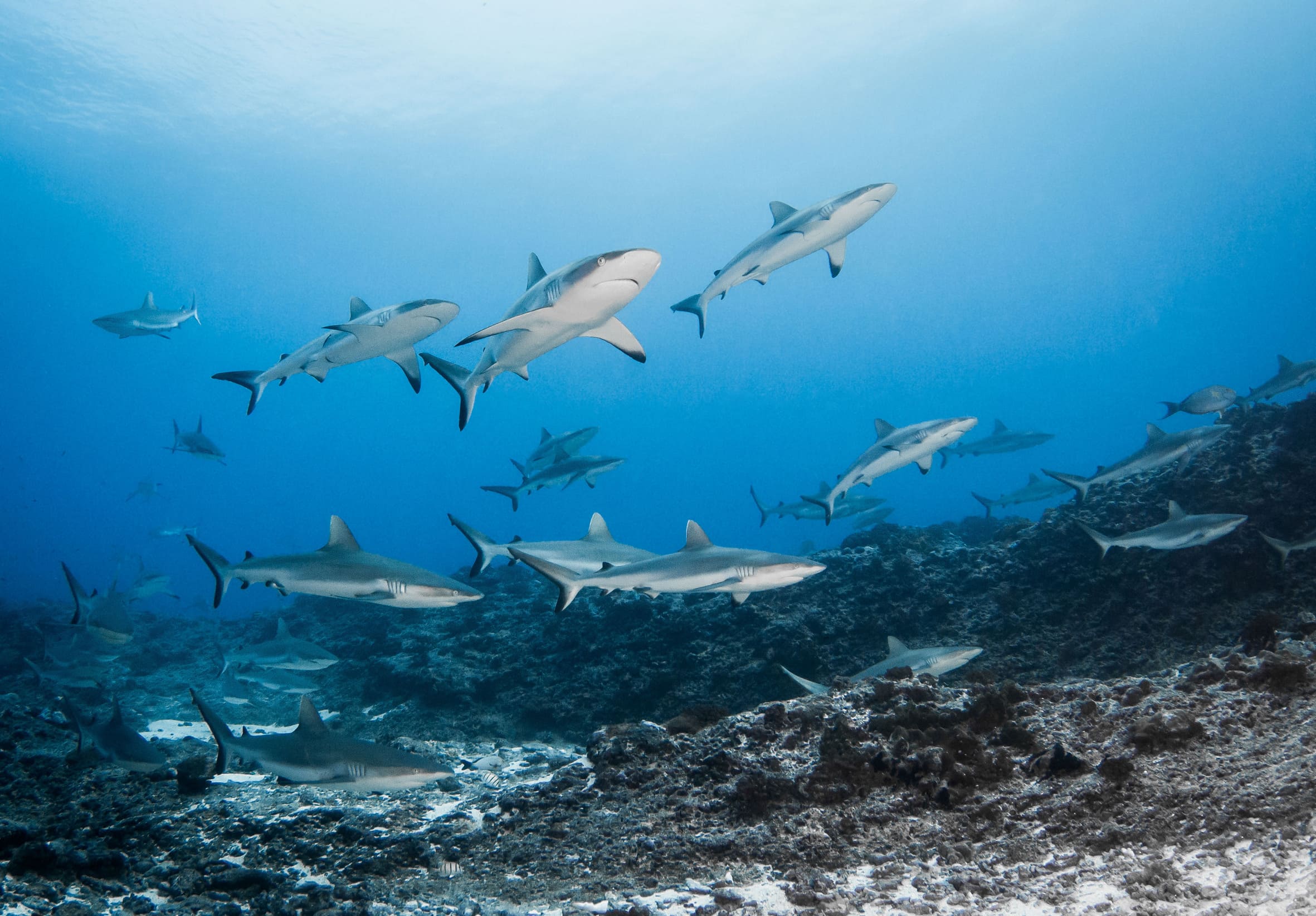 Scuba diving in Fakarava