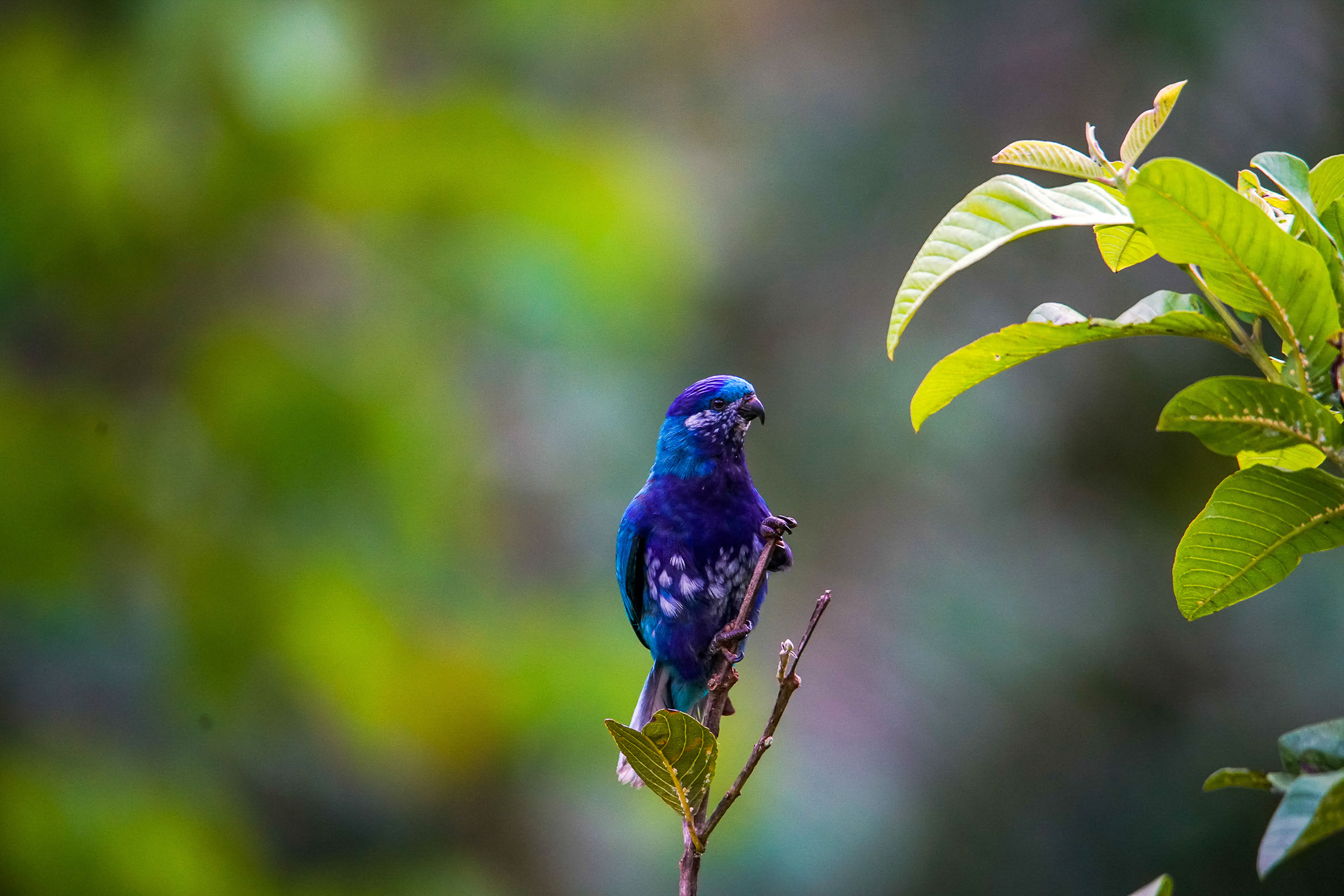 The endemic birds of French Polynesia