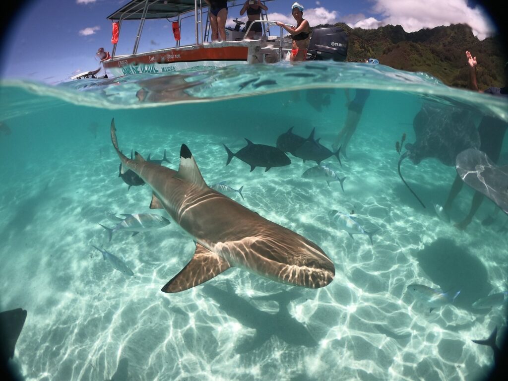 MOOREA – Regular Boat Tour & Motu lunch – 5H30