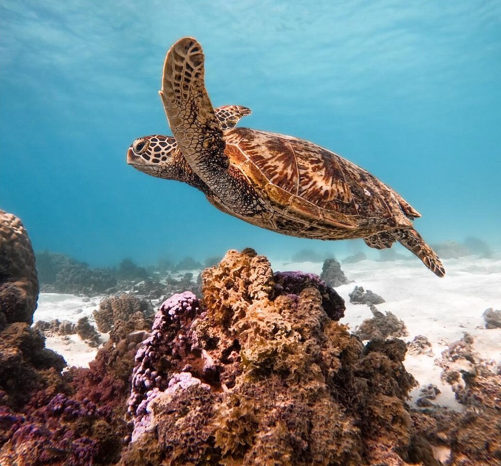 MOOREA – Regular Boat Tour & Motu lunch – 5H30