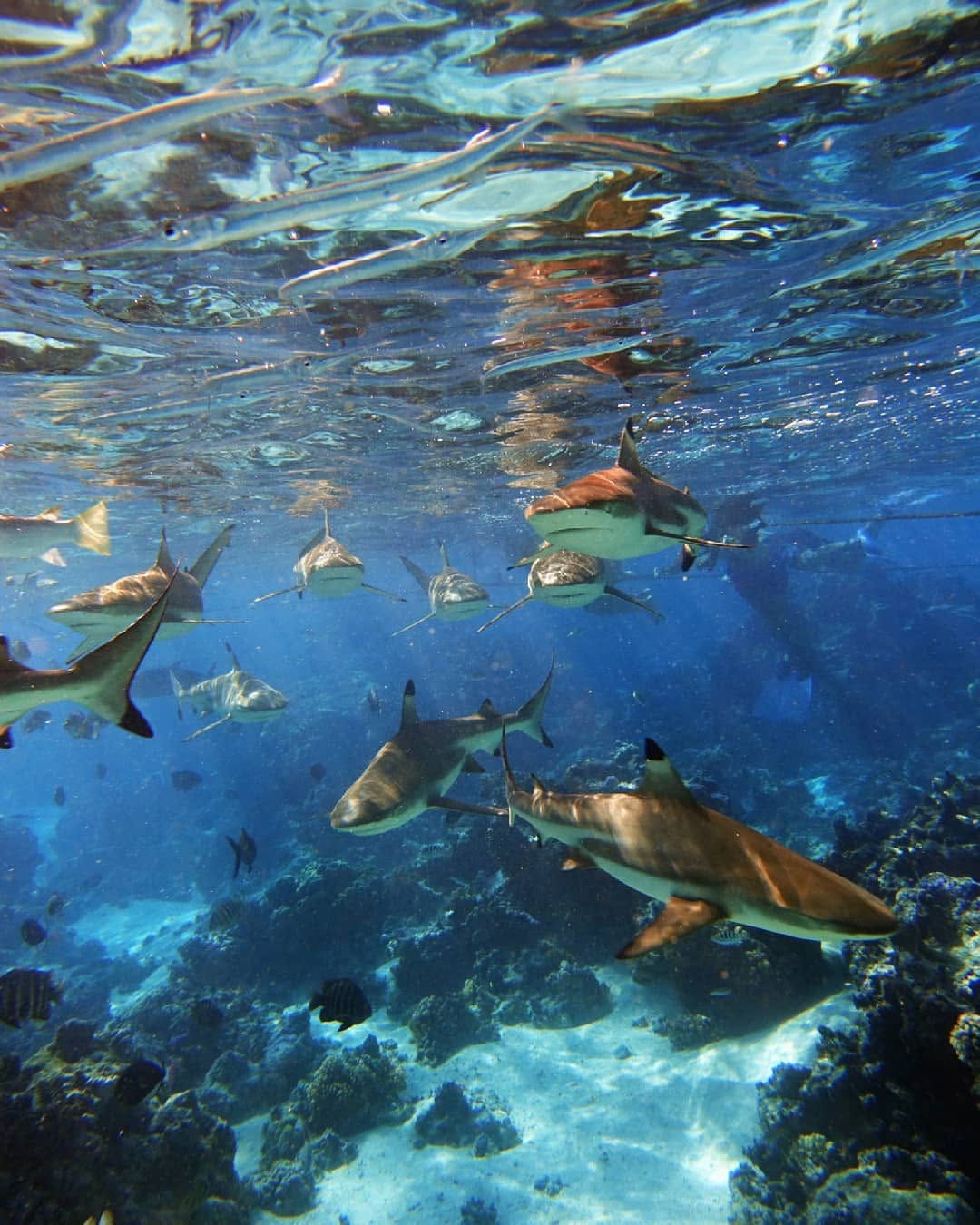 MOOREA – Halbtägige Unterwasser-Scooter- und Schnorcheltour